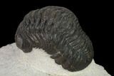 Austerops Trilobite - Nice Eye Facets #137539-3